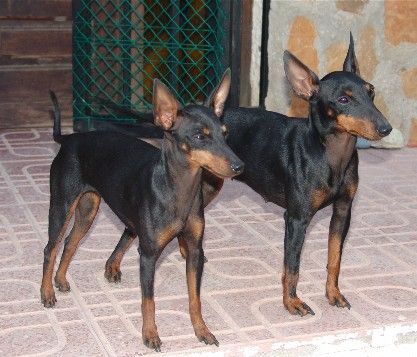 English Toy Terrier Hunde Foto 33916 English Toy Terrier Texas und Marilyn
