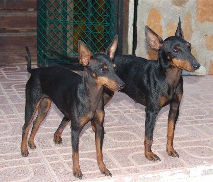 English Toy Terrier Texas und Marilyn