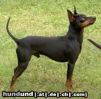 English Toy Terrier JWW Khanbull´s Sire´s Moonray