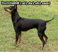 English Toy Terrier FIN & D CH, WW-03 Cranberry Cock Moonbeam