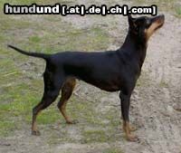 English Toy Terrier Hunde Foto 6339 English Toy Terrier FIN & D CH, WW-03 Cranberry Cock Moonbeam