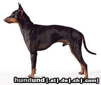 English Toy Terrier Hunde Foto 19100 in höherer Auflösung ansehen English Toy Terrier Unser Deckrüde Sanguesa Don Diablo