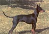 English Toy Terrier Foto (ID 275) English Toy Terrier Hund