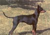 English Toy Terrier Hund