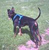 English Toy Terrier Foto: Das ist der freundliche Vincent ein ETT (39 cm, 8,2 Kg und 2,5 Jahre) (ID 7520) English Toy Terrier Hund