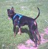 English Toy Terrier Hund