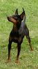 English Toy Terrier Hund