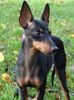 English Toy Terrier Hund