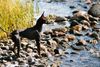 English Toy Terrier Foto: Brosing\'s Royal Toy Edition (ID 33700) English Toy Terrier Hund