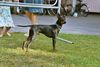 English Toy Terrier Foto: Brosing's Royal Toy Edition (ID 33699) English Toy Terrier Hund
