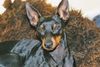 English Toy Terrier Hund