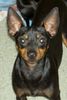 English Toy Terrier Foto: JWW Khanbull´s Sire´s Moonray 1y.5m. (ID 7273) English Toy Terrier Hund