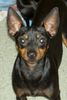 English Toy Terrier Hund