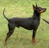 English Toy Terrier Hund