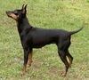 English Toy Terrier Hund