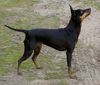 English Toy Terrier Foto: FIN & D CH, WW-03 Cranberry Cock Moonbeam (ID 6339) English Toy Terrier Hund
