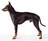 English Toy Terrier Hund