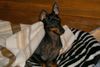 English Toy Terrier Hund