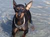 English Toy Terrier Foto: Texas in wasser (ID 33915) English Toy Terrier Hund