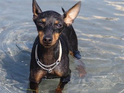 English Toy Terrier Texas in wasser