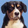 Entlebucher Sennenhund