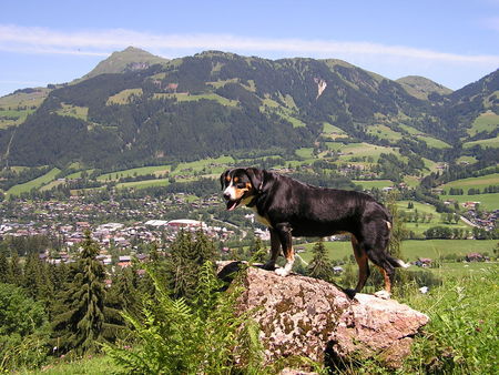 Entlebucher Sennenhund Kira im Urlaub in Österreich/Tirol