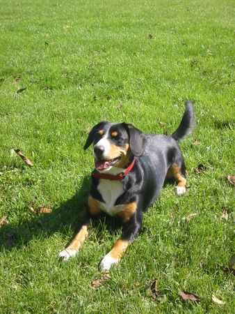 Entlebucher Sennenhund Hunde Foto 28375 in höherer Auflösung ansehen Entlebucher Sennenhund Venya