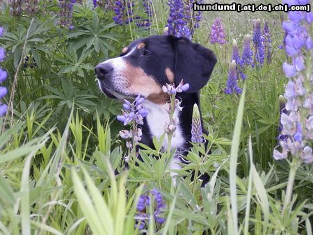 Entlebucher Sennenhund Hunde Foto 22241 Entlebucher Sennenhund Addy