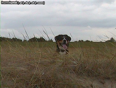 Entlebucher Sennenhund Dexter vom Windhuk an der Nordsee