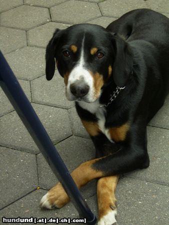 Entlebucher Sennenhund Hunde Foto 21040 Entlebucher Sennenhund Addy (4 Jahre)