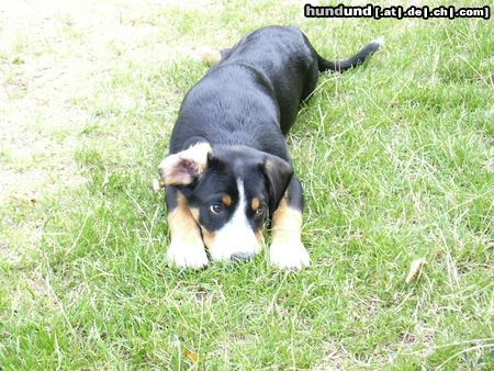 Entlebucher Sennenhund Hunde Foto 11332 Entlebucher Sennenhund Ich war das nicht