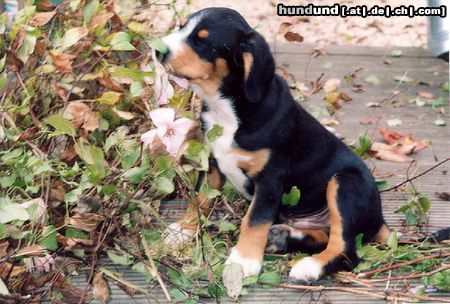 Entlebucher Sennenhund Hunde Foto 14527 Entlebucher Sennenhund Nando von Garstneck 10 Wochen