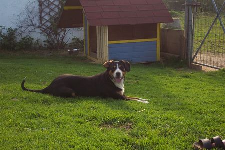 Entlebucher Sennenhund Hunde Foto 2378 Entlebucher Sennenhund Entlebuchersennenhunde aus Hobbyzucht zeitweisse zu verkaufen
