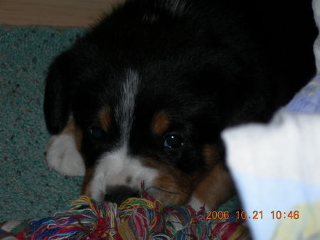 Entlebucher Sennenhund Hunde Foto 42153 in höherer Auflösung ansehen Entlebucher Sennenhund Lennox 4 Wochen alt!