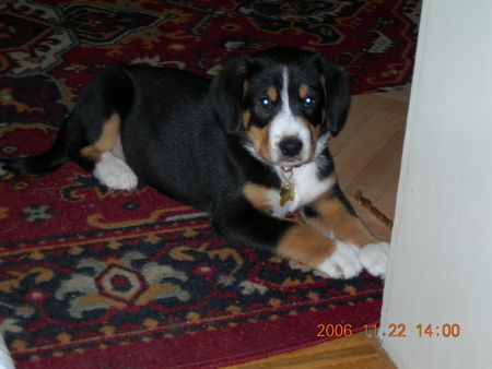 Entlebucher Sennenhund Hunde Foto 42156 in höherer Auflösung ansehen Entlebucher Sennenhund Lennox 8 Wochen