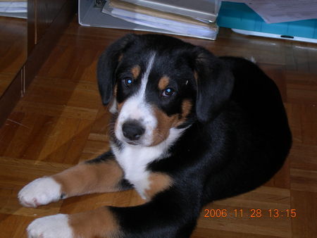 Entlebucher Sennenhund Lennox 