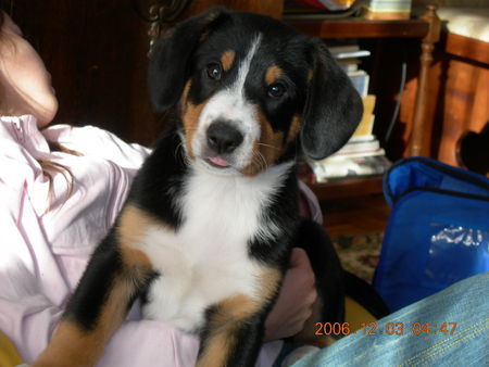 Entlebucher Sennenhund Lennox 