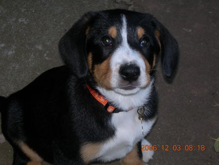 Entlebucher Sennenhund Lennox 