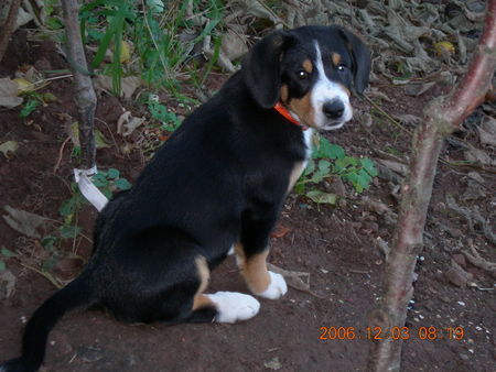 Entlebucher Sennenhund Lennox 