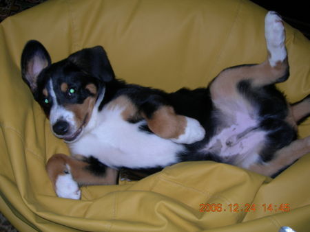 Entlebucher Sennenhund Lennox 