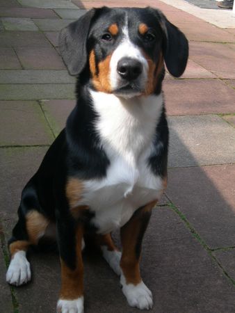 Entlebucher Sennenhund Hunde Foto 42157 in höherer Auflösung ansehen Entlebucher Sennenhund Lennox