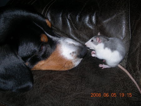 Entlebucher Sennenhund Mein Lennox mit Bunny beim Schmusen