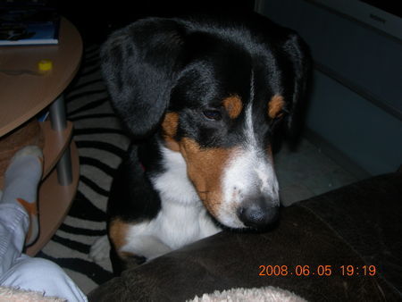 Entlebucher Sennenhund Mein Lennox 