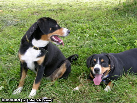 Entlebucher Sennenhund Hunde Foto 24916 in höherer Auflösung ansehen Entlebucher Sennenhund unsere Entlebucher Trudi und Emmi