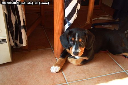 Entlebucher Sennenhund Hunde Foto 9418 Entlebucher Sennenhund Donna