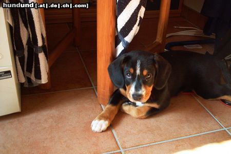 Entlebucher Sennenhund Donna