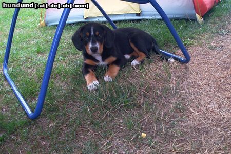 Entlebucher Sennenhund Hunde Foto 9420 Entlebucher Sennenhund