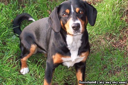 Entlebucher Sennenhund Hunde Foto 9428 Entlebucher Sennenhund Donna