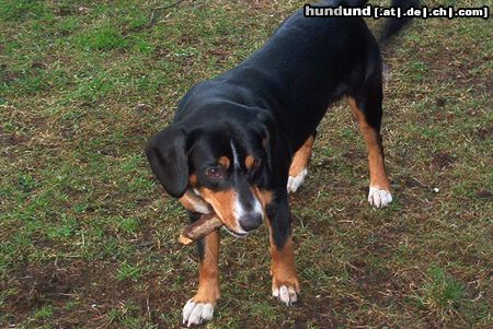 Entlebucher Sennenhund Hunde Foto 9429 Entlebucher Sennenhund Donna hat immer Lust zum spielen