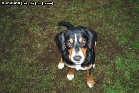 Entlebucher Sennenhund Hunde Foto 9430 Entlebucher Sennenhund